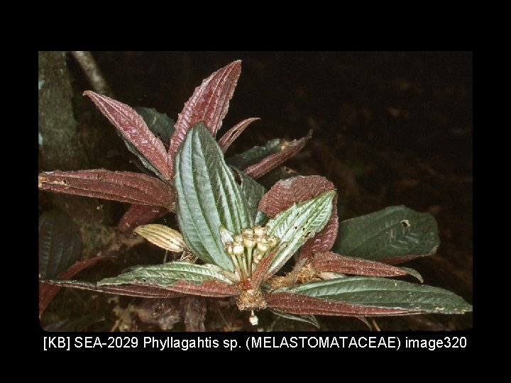 [KB] SEA-2029 Phyllagahtis sp. (MELASTOMATACEAE) image 320 