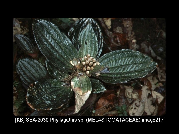 [KB] SEA-2030 Phyllagathis sp. (MELASTOMATACEAE) image 217 