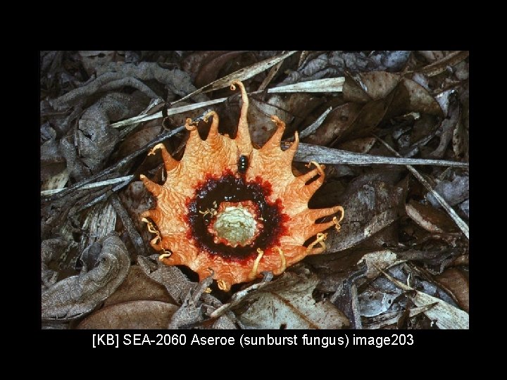 [KB] SEA-2060 Aseroe (sunburst fungus) image 203 