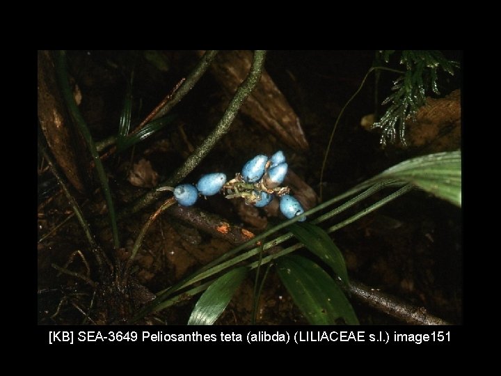 [KB] SEA-3649 Peliosanthes teta (alibda) (LILIACEAE s. l. ) image 151 