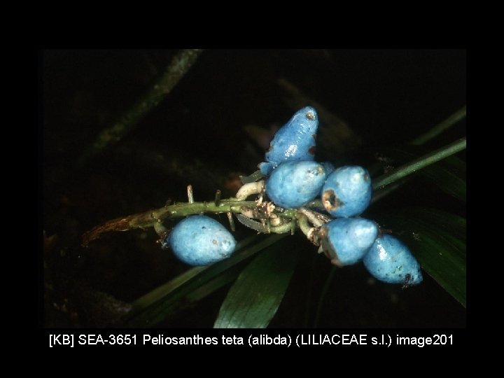 [KB] SEA-3651 Peliosanthes teta (alibda) (LILIACEAE s. l. ) image 201 