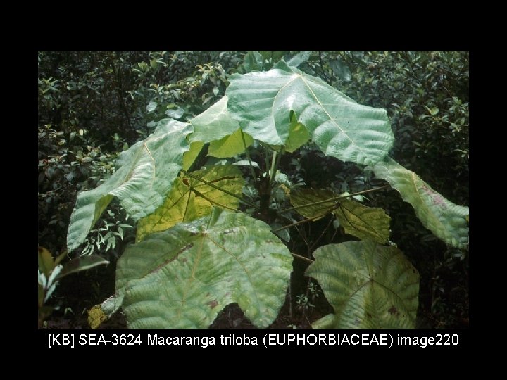 [KB] SEA-3624 Macaranga triloba (EUPHORBIACEAE) image 220 
