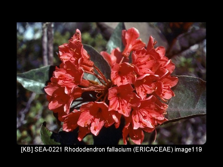 [KB] SEA-0221 Rhododendron fallacium (ERICACEAE) image 119 