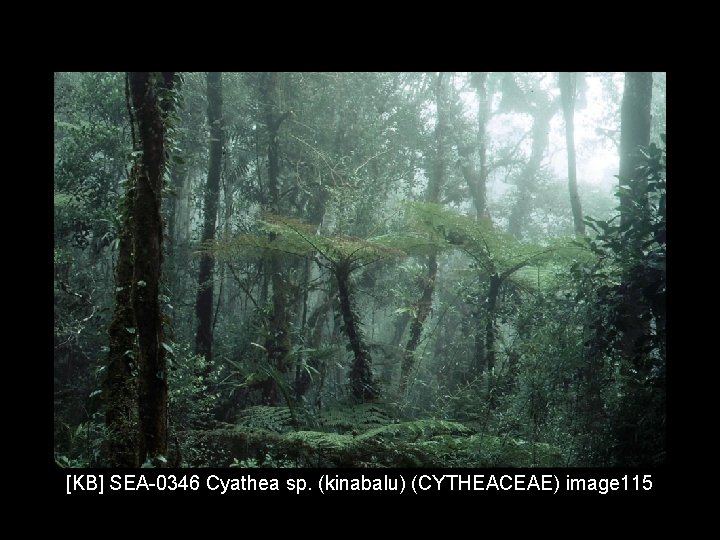 [KB] SEA-0346 Cyathea sp. (kinabalu) (CYTHEACEAE) image 115 