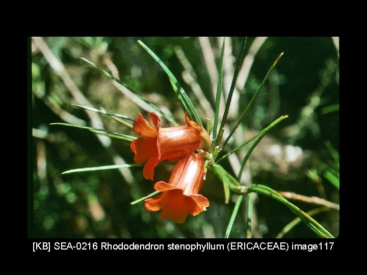 [KB] SEA-0216 Rhododendron stenophyllum (ERICACEAE) image 117 