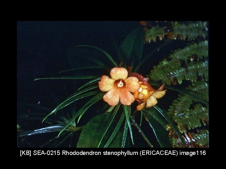 [KB] SEA-0215 Rhododendron stenophyllum (ERICACEAE) image 116 