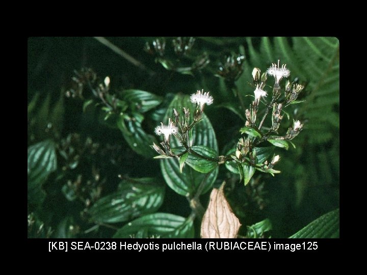 [KB] SEA-0238 Hedyotis pulchella (RUBIACEAE) image 125 