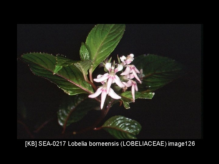 [KB] SEA-0217 Lobelia borneensis (LOBELIACEAE) image 126 