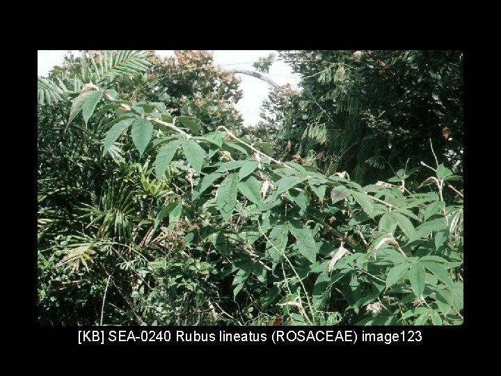 [KB] SEA-0240 Rubus lineatus (ROSACEAE) image 123 