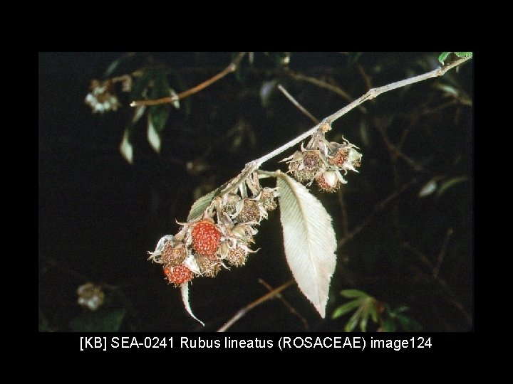 [KB] SEA-0241 Rubus lineatus (ROSACEAE) image 124 