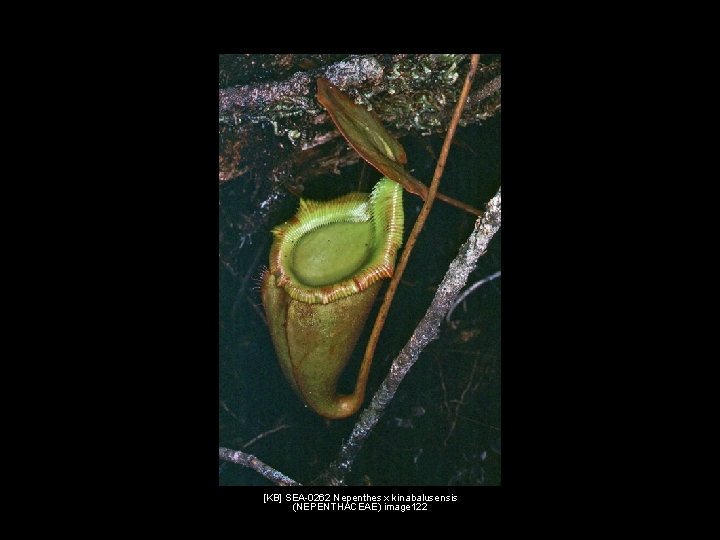 [KB] SEA-0262 Nepenthes x kinabalusensis (NEPENTHACEAE) image 122 