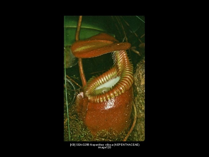 [KB] SEA-0256 Nepenthes villosa (NEPENTHACEAE) image 120 