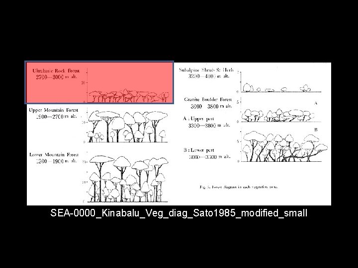 SEA-0000_Kinabalu_Veg_diag_Sato 1985_modified_small 
