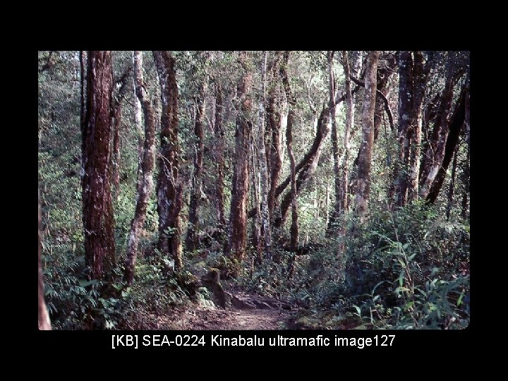 [KB] SEA-0224 Kinabalu ultramafic image 127 