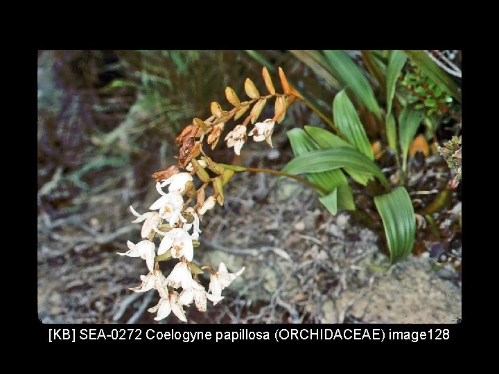 [KB] SEA-0272 Coelogyne papillosa (ORCHIDACEAE) image 128 