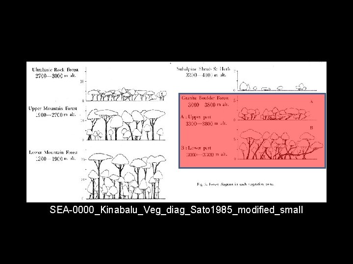 SEA-0000_Kinabalu_Veg_diag_Sato 1985_modified_small 