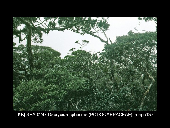 [KB] SEA-0247 Dacrydium gibbsiae (PODOCARPACEAE) image 137 