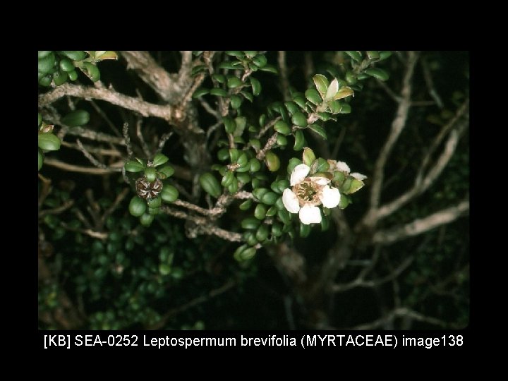 [KB] SEA-0252 Leptospermum brevifolia (MYRTACEAE) image 138 