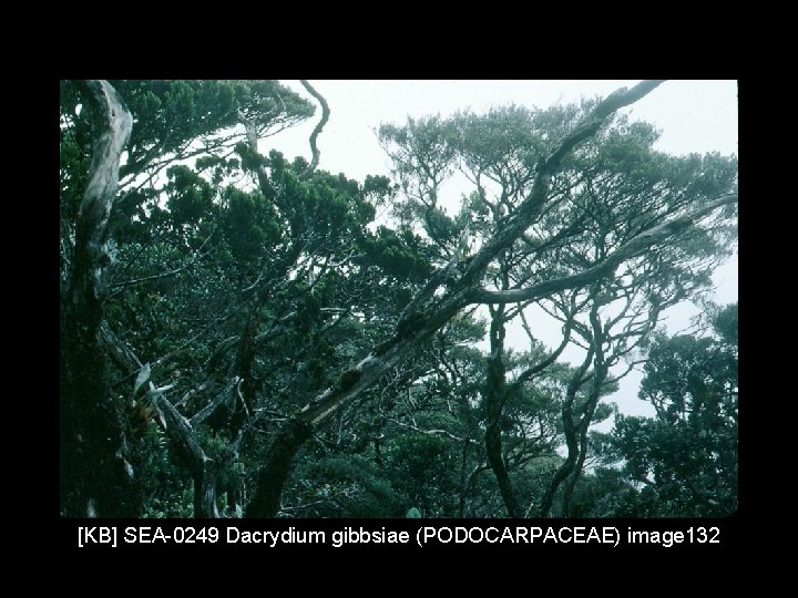 [KB] SEA-0249 Dacrydium gibbsiae (PODOCARPACEAE) image 132 