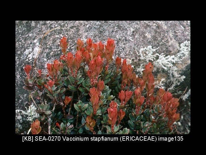 [KB] SEA-0270 Vaccinium stapfianum (ERICACEAE) image 135 