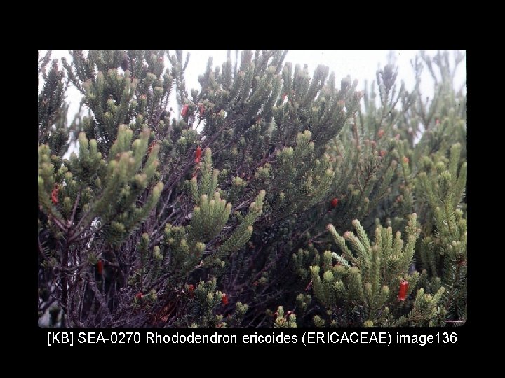 [KB] SEA-0270 Rhododendron ericoides (ERICACEAE) image 136 