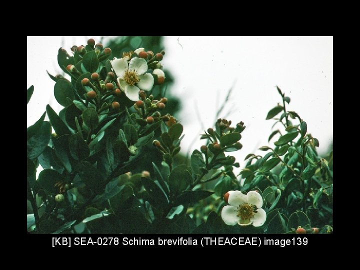 [KB] SEA-0278 Schima brevifolia (THEACEAE) image 139 