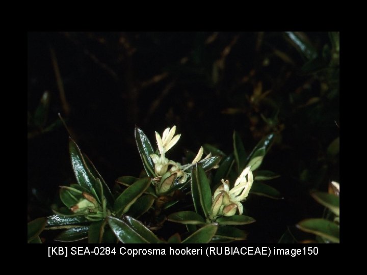 [KB] SEA-0284 Coprosma hookeri (RUBIACEAE) image 150 