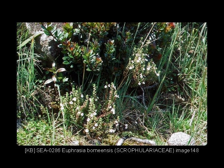 [KB] SEA-0286 Euphrasia borneensis (SCROPHULARIACEAE) image 148 