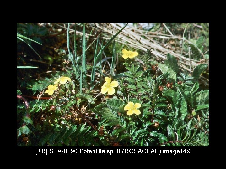 [KB] SEA-0290 Potentilla sp. II (ROSACEAE) image 149 