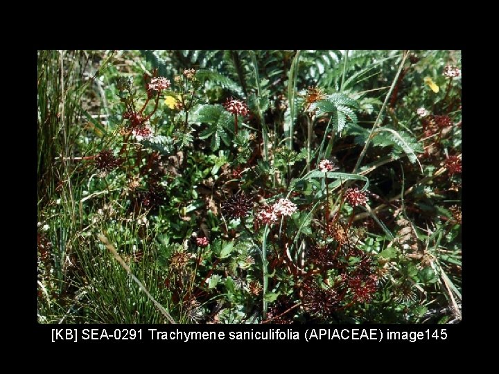 [KB] SEA-0291 Trachymene saniculifolia (APIACEAE) image 145 