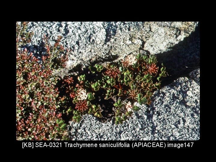 [KB] SEA-0321 Trachymene saniculifolia (APIACEAE) image 147 