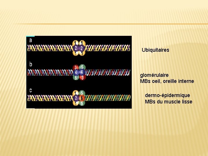 Ubiquitaires Ubiquitaire s glomérulaire MBs oeil, oreille interne dermo-épidermique MBs du muscle lisse 