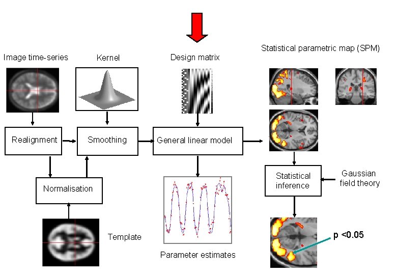 Image time-series Kernel Design matrix Realignment Smoothing General linear model Statistical parametric map (SPM) Image time-series Kernel Design matrix Realignment Smoothing General linear model Statistical parametric map (SPM)