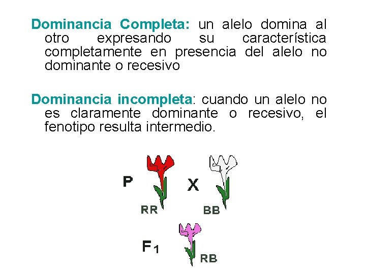 Dominancia Completa: un alelo domina al otro expresando su característica completamente en presencia del