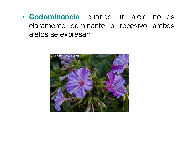  • Codominancia: cuando un alelo no es claramente dominante o recesivo ambos alelos