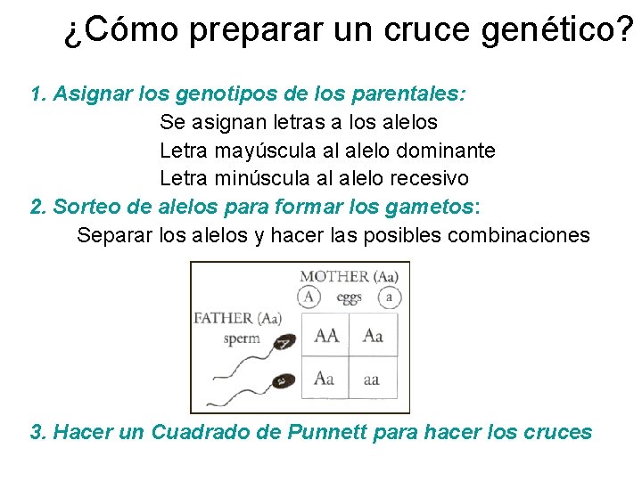 ¿Cómo preparar un cruce genético? 1. Asignar los genotipos de los parentales: Se asignan