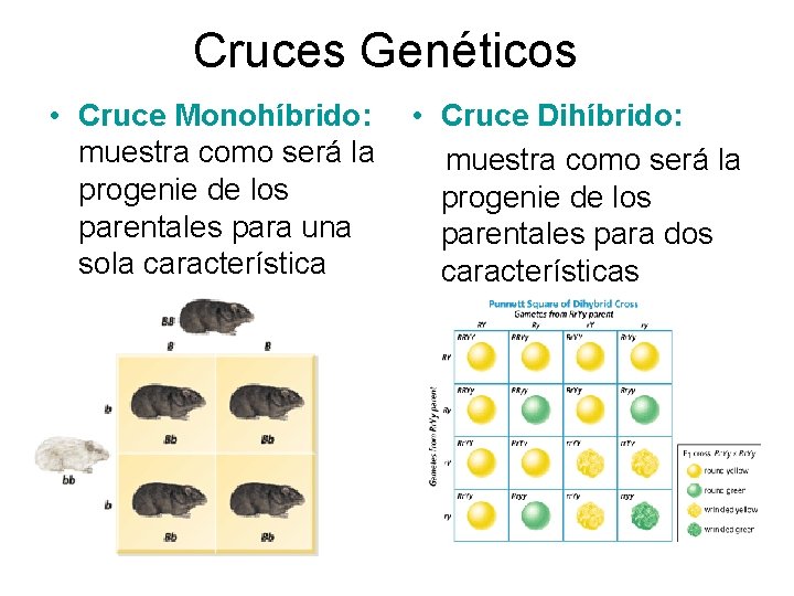 Cruces Genéticos • Cruce Monohíbrido: muestra como será la progenie de los parentales para