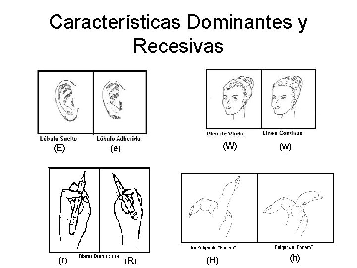 Características Dominantes y Recesivas (E) (r) (W) (e) (R) (H) (w) (h) 
