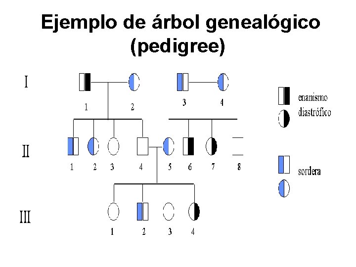 Ejemplo de árbol genealógico (pedigree) 