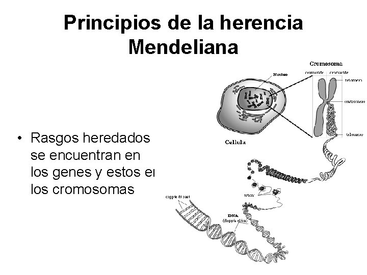 Principios de la herencia Mendeliana • Rasgos heredados se encuentran en los genes y