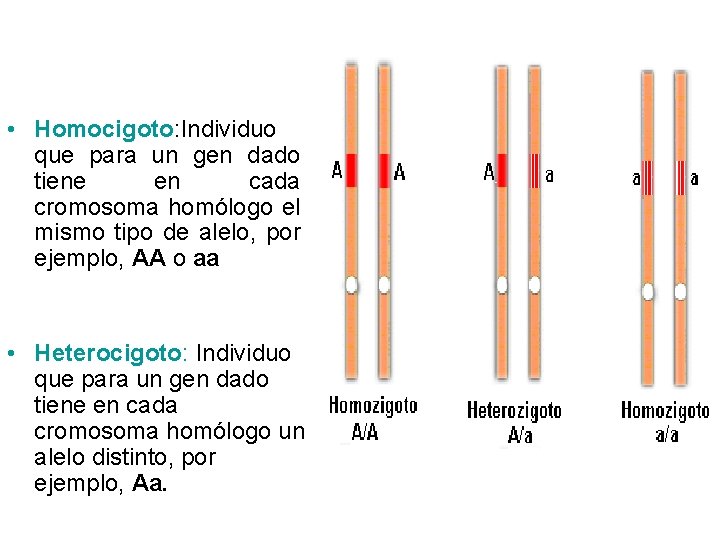  • Homocigoto: Individuo que para un gen dado tiene en cada cromosoma homólogo
