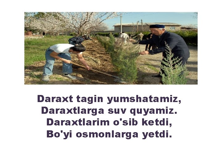 Daraxt tagin yumshatamiz, Daraxtlarga suv quyamiz. Daraxtlarim o'sib ketdi, Bo'yi osmonlarga yetdi. 