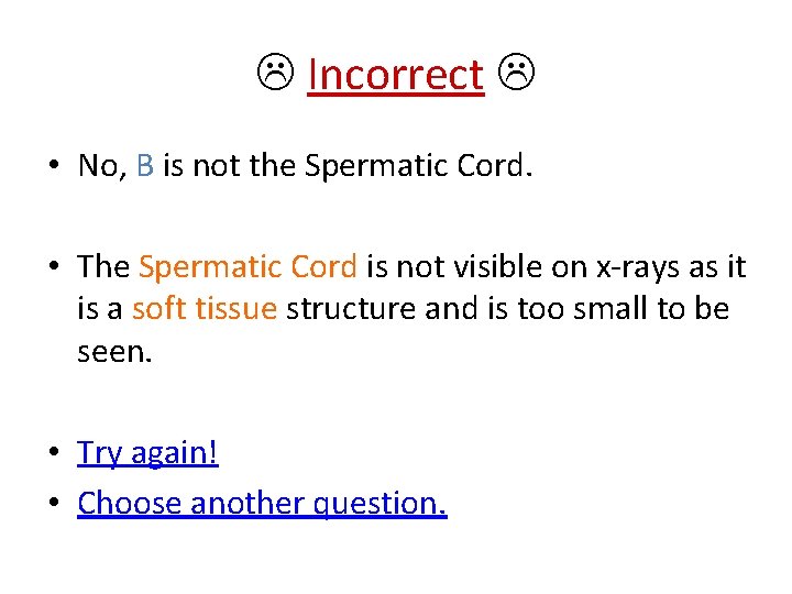  Incorrect • No, B is not the Spermatic Cord. • The Spermatic Cord