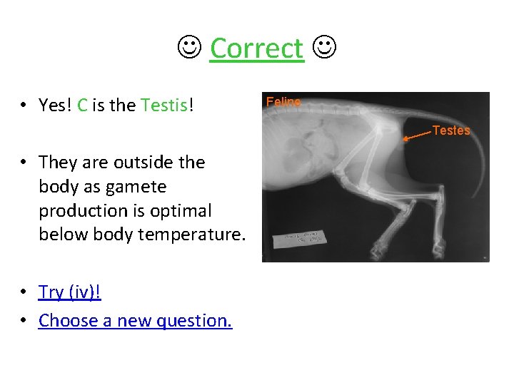  Correct • Yes! C is the Testis! Feline Testes • They are outside