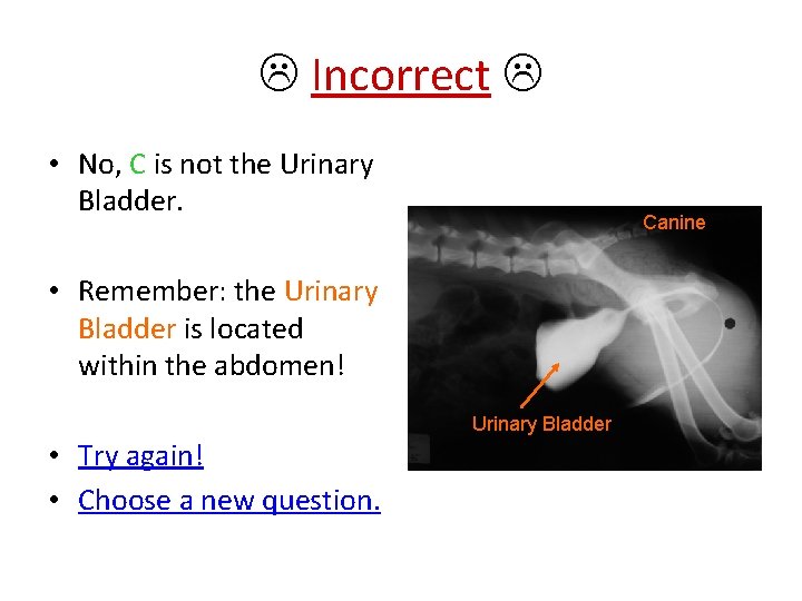  Incorrect • No, C is not the Urinary Bladder. Canine • Remember: the