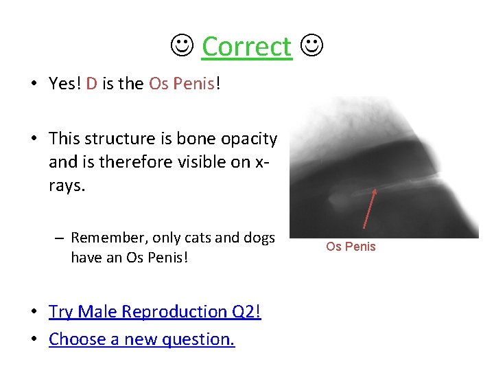  Correct • Yes! D is the Os Penis! • This structure is bone