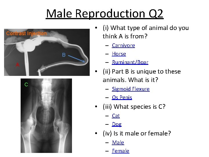 Male Reproduction Q 2 • (i) What type of animal do you think A
