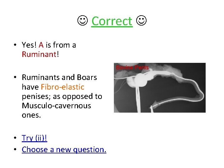 Correct • Yes! A is from a Ruminant! Bovine Penis • Ruminants and