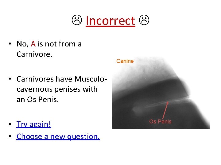  Incorrect • No, A is not from a Carnivore. Canine • Carnivores have