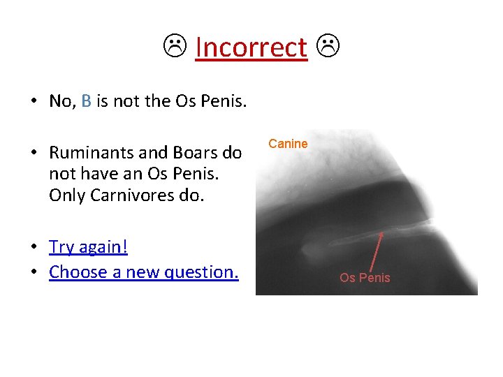  Incorrect • No, B is not the Os Penis. • Ruminants and Boars